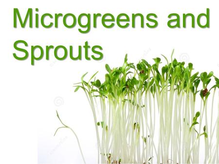 Microgreens and Sprouts