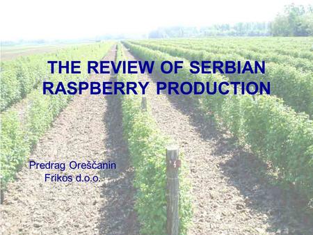 THE REVIEW OF SERBIAN RASPBERRY PRODUCTION