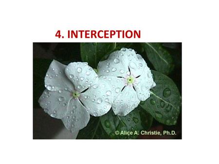 4. INTERCEPTION. Precipitation P Evapo- Transpiration ET Dripping P D Stemflow P S Throughfall P T SS.