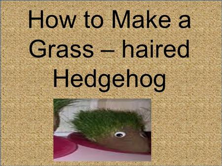 How to Make a Grass – haired Hedgehog