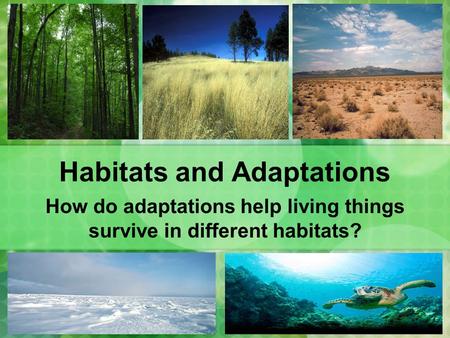 Habitats and Adaptations