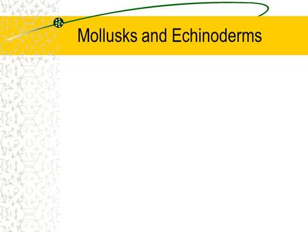 Mollusks and Echinoderms