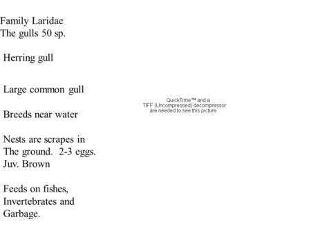 Herring gull Family Laridae The gulls 50 sp. Large common gull Breeds near water Nests are scrapes in The ground. 2-3 eggs. Juv. Brown Feeds on fishes,