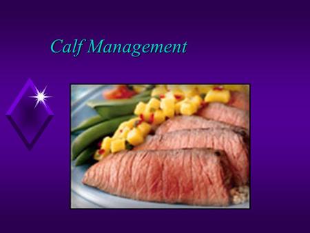 Calf Management. Cow-Calf Management u Definition- breeding of cows and raising of calves. u commercial or purebred u stockers u facilities u shelter.