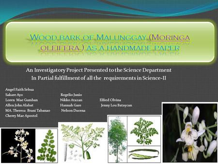 Wood bark of Malunggay (Moringa oleifera ) as a handmade paper