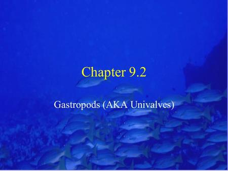 Chapter 9.2 Gastropods (AKA Univalves). Gastropods Traits Gastropods = “stomach foot” Univalve = “one-shelled” Includes the snails, whelks, abalone, slipper.