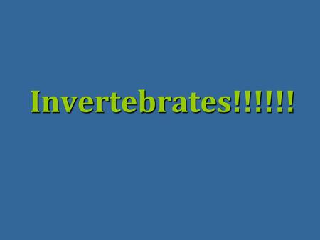 Invertebrates!!!!!!. Porifera Symmetry: AsymmetricSymmetry: Asymmetric Body Cavity: NONEBody Cavity: NONE Reproduction:Reproduction: –Sexually– hermaphrodites.