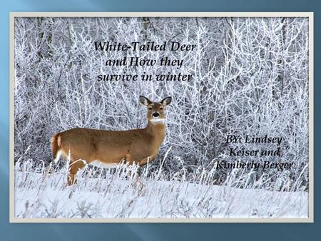 White-Tailed Deer and How they survive in winter BY: Lindsey Keiser and Kimberly Berger.