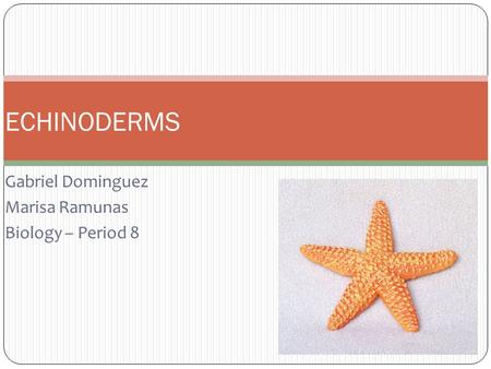 Gabriel Dominguez Marisa Ramunas Biology – Period 8 ECHINODERMS.