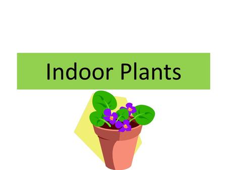 Indoor Plants.