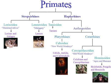 Primates Strepsirhines Haplorhines Lorisoidea Lemuroidea Tarsioidea