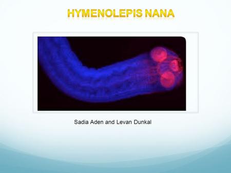 Sadia Aden and Levan Dunkal. Scientific Classification  Kingdom: AnimaliaAnimalia  Phylum: PlatyhelminthesPlatyhelminthes  Class: CestodaCestoda 