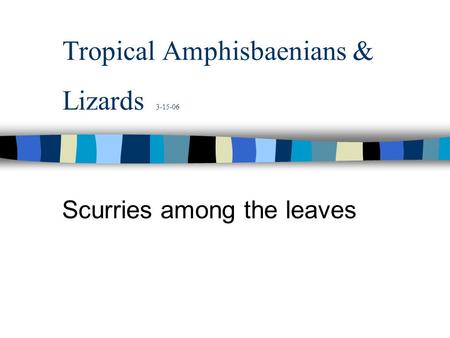 Tropical Amphisbaenians & Lizards 3-15-06 Scurries among the leaves.