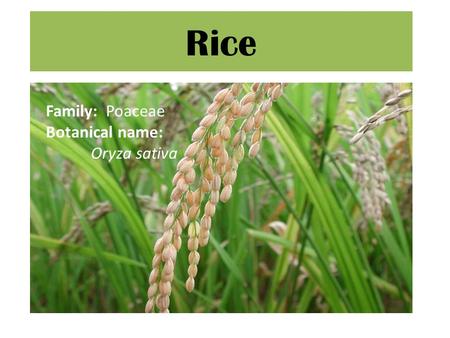 Rice Family: Poaceae Botanical name: Oryza sativa.