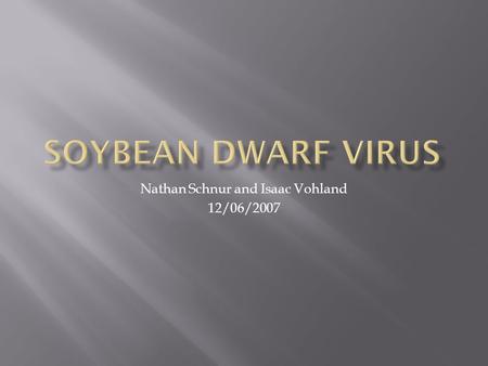 Nathan Schnur and Isaac Vohland 12/06/2007.  Genus Luteovirus  Spherical virus  Originated in Southeast Asia and Japan  Very significant disease in.