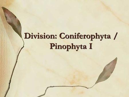 Division: Coniferophyta / Pinophyta I