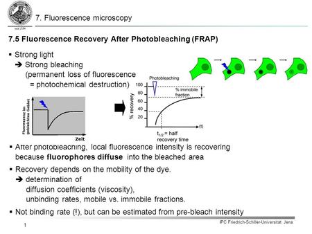 IPC Friedrich-Schiller-Universität Jena 1  Strong light  Strong bleaching (permanent loss of fluorescence = photochemical destruction)  After photobleaching,