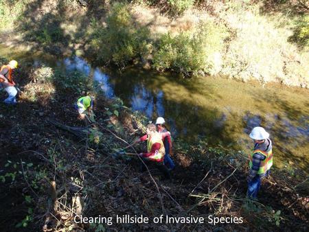 Clearing hillside of Invasive Species. Willow Layer.