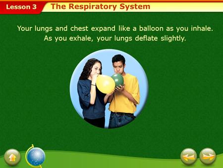 The Respiratory System