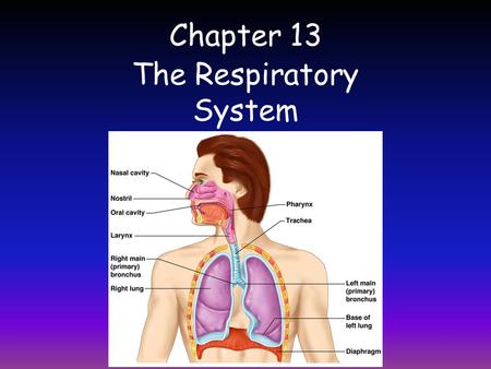 The Respiratory System