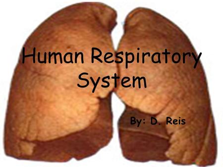 Human Respiratory System