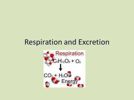 Respiration and Excretion