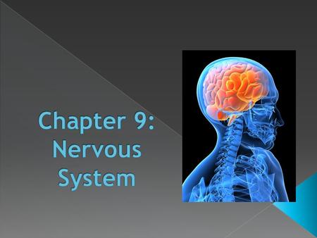 Chapter 9: Nervous System