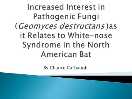 By Chance Carbaugh.  Origin and discovery of Geomyces destructans  Information about Geomyces destructans  Impact of the fungus on host bats.