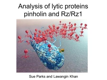 Analysis of lytic proteins pinholin and Rz/Rz1 Sue Parks and Lawangin Khan.