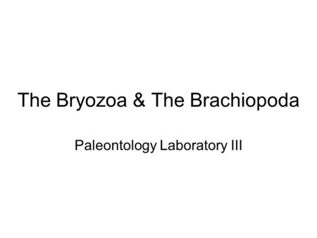 The Bryozoa & The Brachiopoda