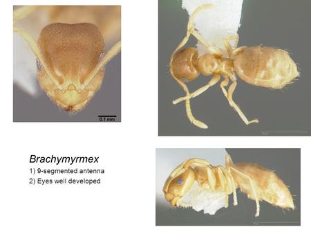 Brachymyrmex 1) 9-segmented antenna 2) Eyes well developed.