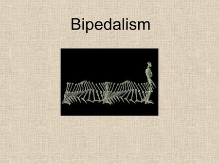 Bipedalism.