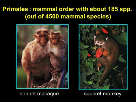 Primates : mammal order with about 185 spp. (out of 4500 mammal species) bonnet macaque squirrel monkey.