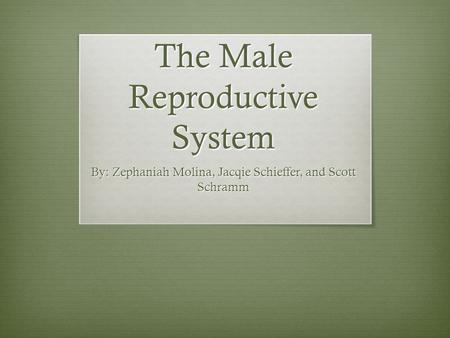 The Male Reproductive System