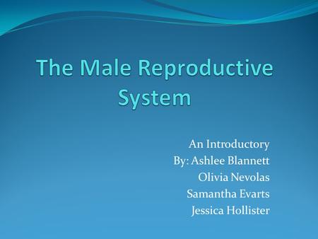 The Male Reproductive System