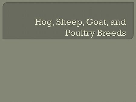 Originated in England and first imported into the United States in 1823 Medium size hog with an “acceptable carcass” Black in color with six.