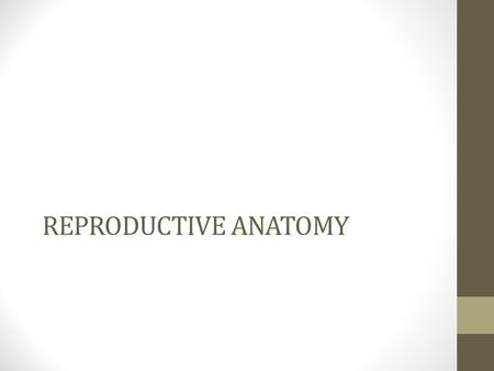 REPRODUCTIVE ANATOMY.