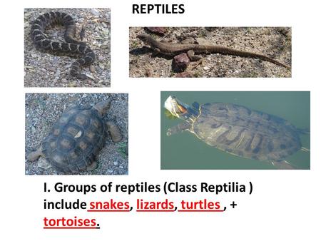 REPTILES I. Groups of reptiles (Class Reptilia ) include snakes, lizards, turtles, + tortoises.