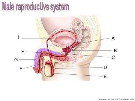 Seminal vesicles The two seminal vesicles secrete fluid that makes up most (60%) of the semen. This thick fluid contains sugars to nourish the sperm.