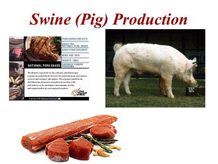 Swine (Pig) Production