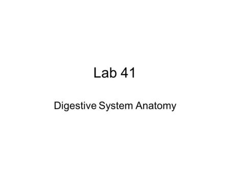 Digestive System Anatomy