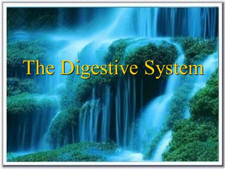 The Digestive System. Exocrine gland---with duct Constituents of multicellular gland: secretory portion: tubular,acinar or tubuloacinar gland duct: passage.