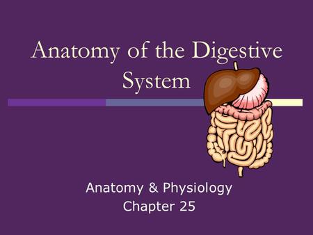 Anatomy of the Digestive System