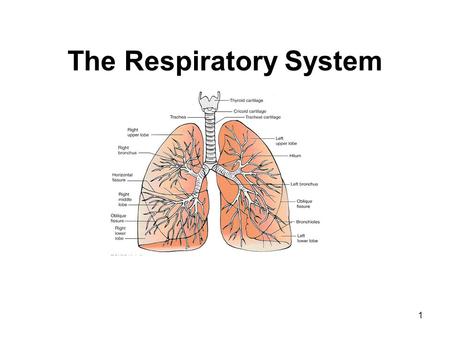 The Respiratory System