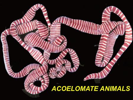 Fig. 14.10 Fig. 14.10 ACOELOMATE ANIMALS.