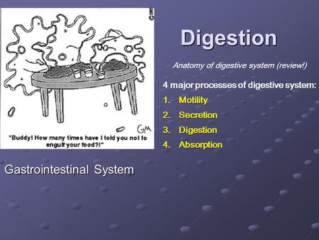 Gastrointestinal System Digestion Anatomy of digestive system (review!) 4 major processes of digestive system: 1.Motility 2.Secretion 3.Digestion 4.Absorption.