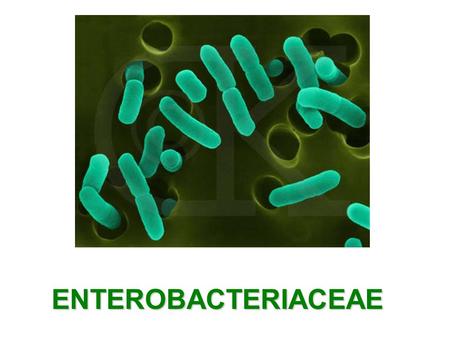 ENTEROBACTERIACEAE.