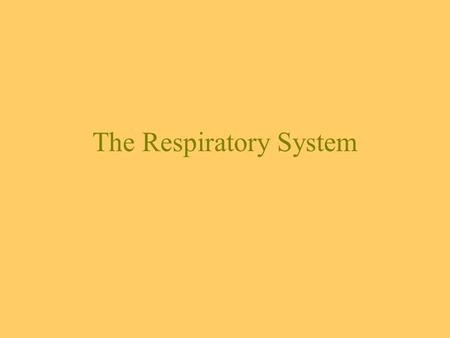 The Respiratory System