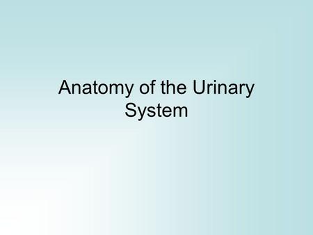 Anatomy of the Urinary System