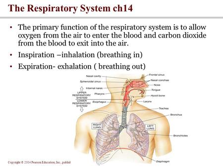 Copyright © 2004 Pearson Education, Inc., publishing as Benjamin Cummings The primary function of the respiratory system is to allow oxygen from the air.